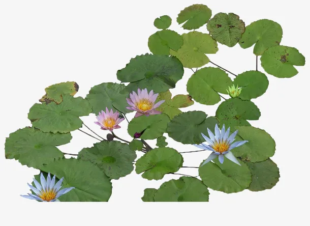 满塘荷花免抠