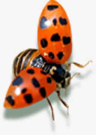 春天清明红色昆虫装饰免抠装饰动物元素