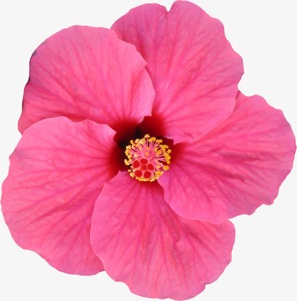 花朵免抠