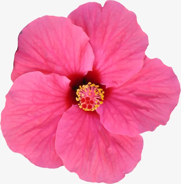 花朵免抠