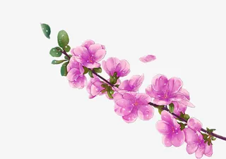 一支手绘梅花免抠