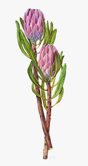 一束花两朵粉色花瓣免抠