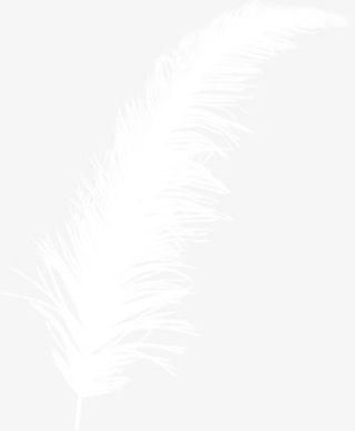 白色羽毛免抠
