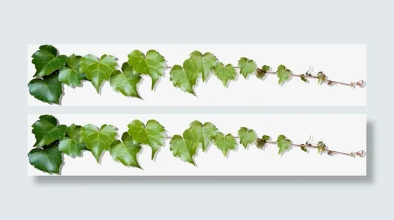 春天高清绿叶边框装饰免抠