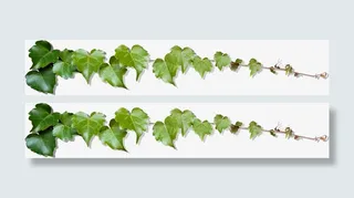 春天高清绿叶边框装饰免抠