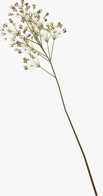 国画花卉素材线描花草免抠