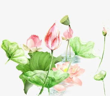 水粉手绘荷花免抠