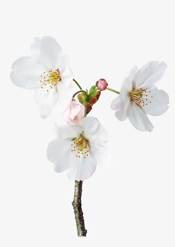 三朵白梨花花瓣图片素材免抠