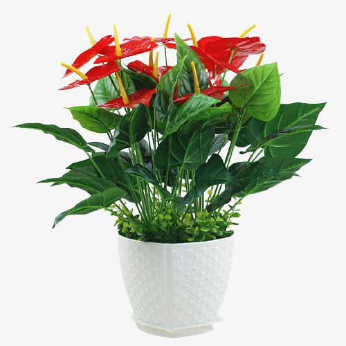 仿真盆栽植物免抠