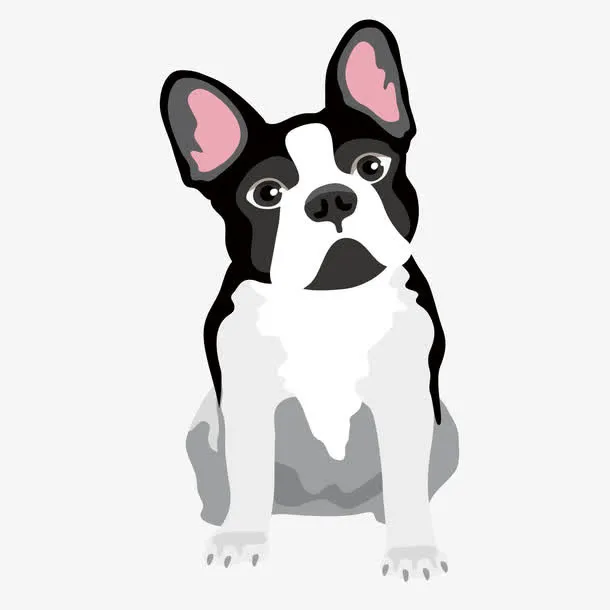 憨厚老实的斗牛犬免抠