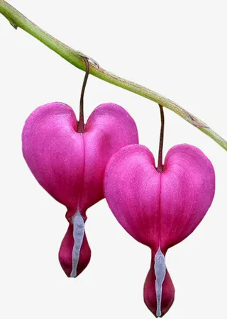 花草装饰素材免抠