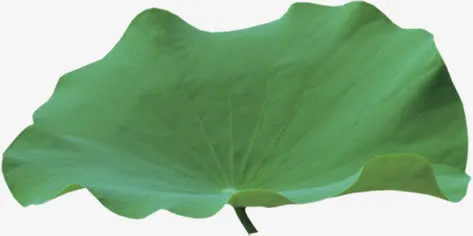 植物绿色单片荷叶免抠