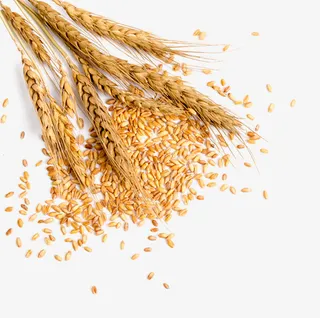 成熟金黄色麦子免抠