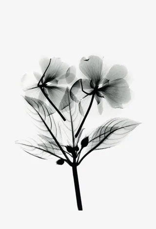 黑色花朵装饰免抠