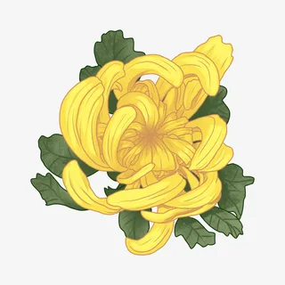 手绘重阳节花卉类菊花装饰免抠