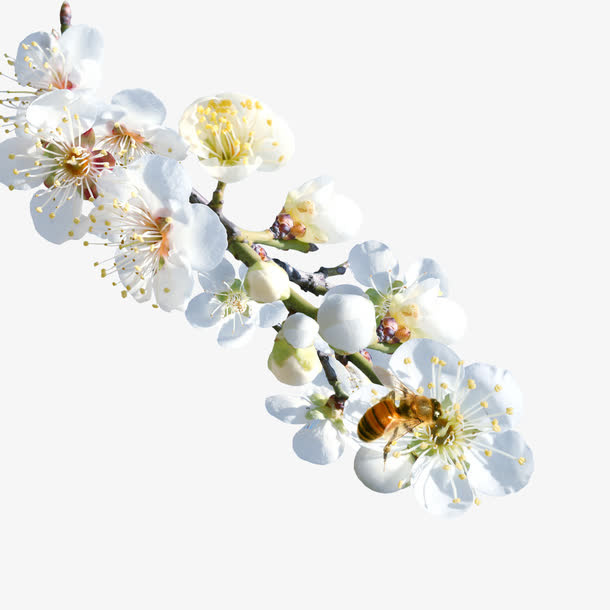 春天梨花免抠