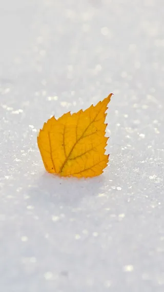 雪地里的黄树叶H5背景高清