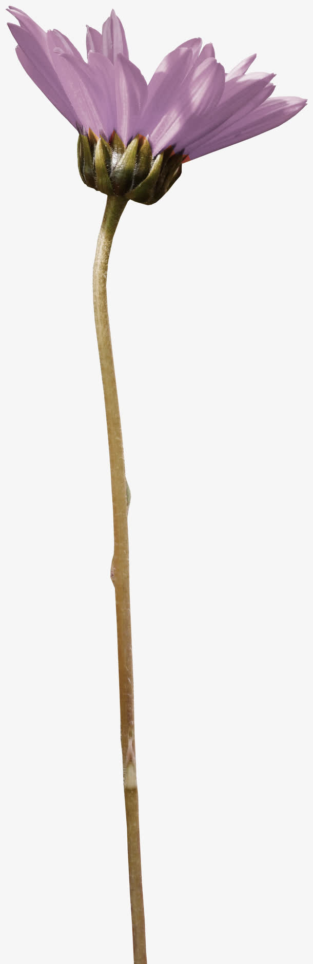 紫色花朵免抠