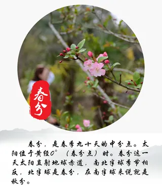 春分春分介绍桃花免抠