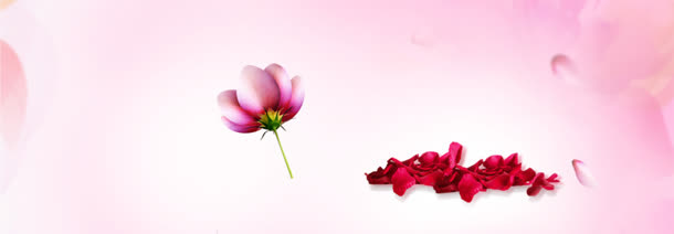 护肤品花瓣唯美背景banner