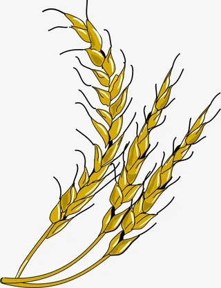 黄色复古稻穗免抠