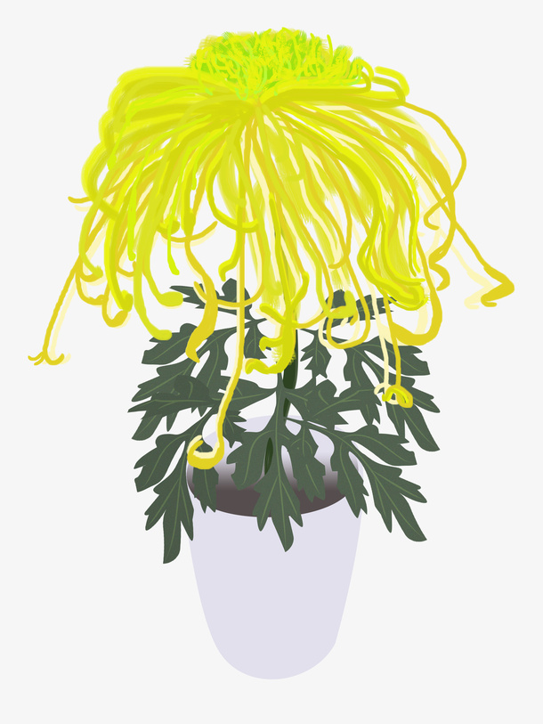 秋天的黄色菊花免抠