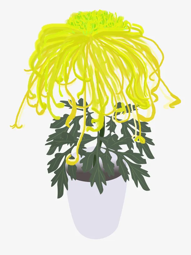秋天的黄色菊花免抠