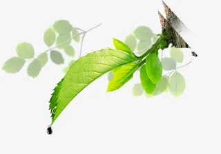 唯美精美树叶树枝阴影水滴露珠免抠