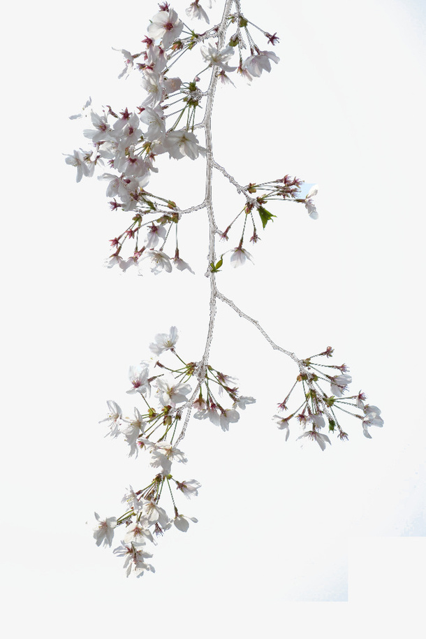 樱花树枝免抠