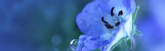 蓝色花卉摄影背景高清