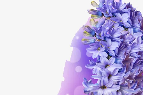 花朵边框免抠 花朵边框免抠