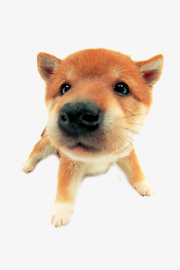 卖萌的柴犬免抠