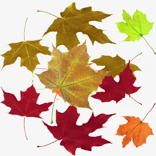 实物彩色叶子免抠