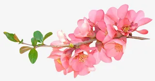 芍药花水墨画免抠