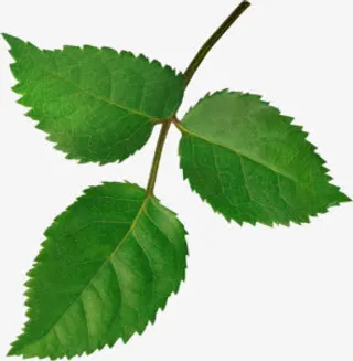 庆典花卉花草ps素材免抠