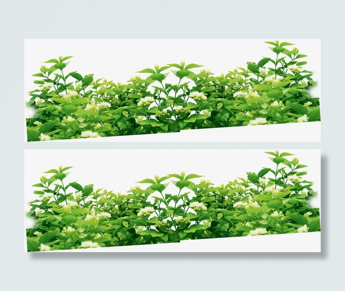 春天白色花朵绿叶免抠