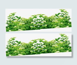 春天白色花朵绿叶免抠