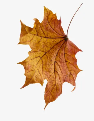 实物秋天落叶枫叶免抠