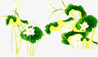 荷花免抠