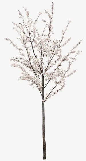 春日桃花花开大树免抠