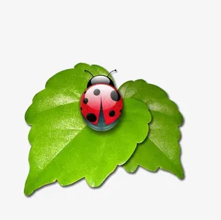 七星瓢虫和树叶免抠动植物动物元素
