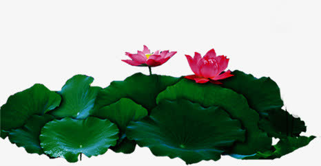 荷花免抠