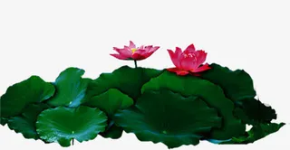 荷花免抠