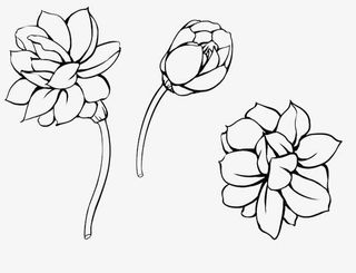 工笔画茉莉免抠