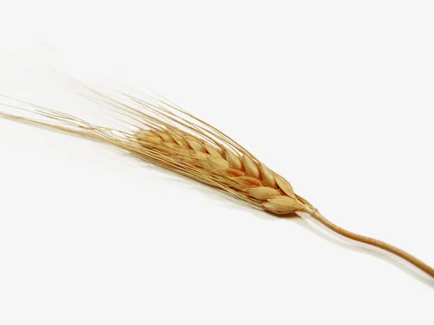 秋季谷粒饱满的金黄色小麦秸秆免抠