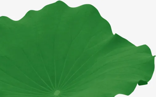 国画荷花免抠