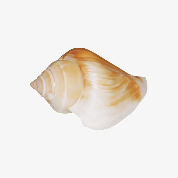 海螺贝壳免抠