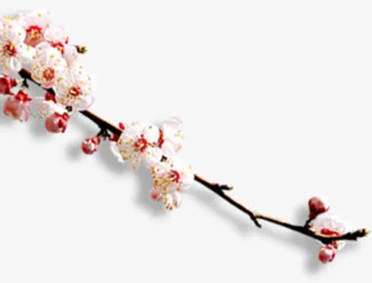白色花朵花枝桃花枝免抠