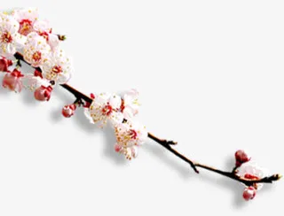白色花朵花枝桃花枝免抠