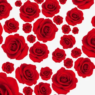 红色玫瑰免抠